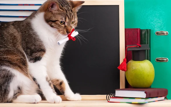 Gato científico — Fotografia de Stock