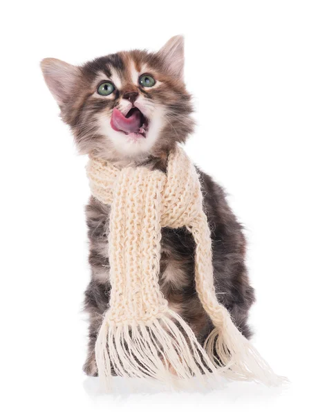 Cute kitten — Stock Photo, Image