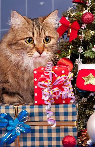 Siberische kat — Stockfoto