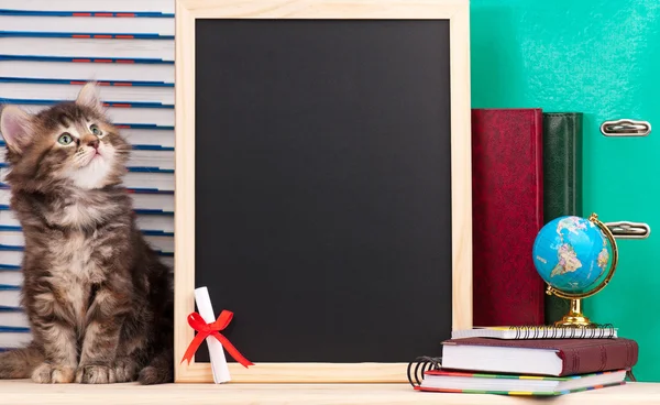 Gatito siberiano — Foto de Stock