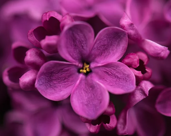 Lilac flower — Stock Photo, Image