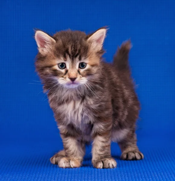 Siberian kitten — Stock Photo, Image