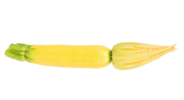 Vegetable marrow — Stock Photo, Image