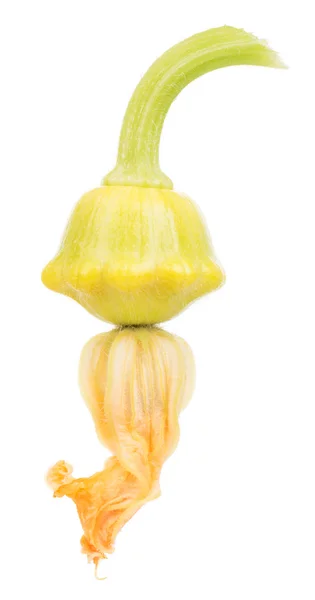 Pattypan Squash — Stockfoto