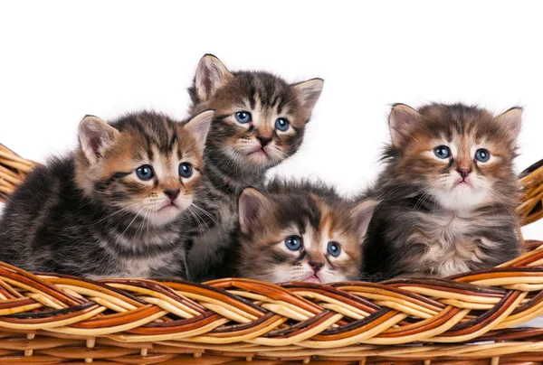Cute kittens — Stock Photo, Image