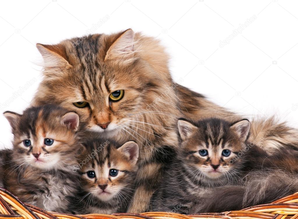 Siberian kittens