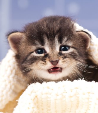 şirin kedi yavrusu
