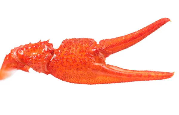 Crayfish claw — Stock Photo, Image
