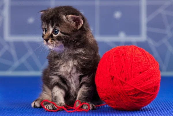 Gatinho bonito — Fotografia de Stock