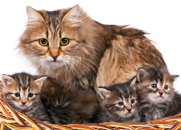 Siberian kittens — Stock Photo, Image