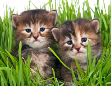 şirin yavru kedi