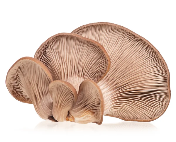 Funghi dell'ostrica — Foto Stock