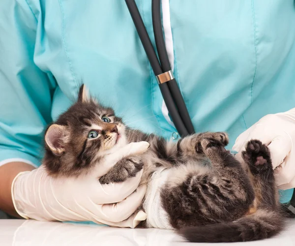 Veterinär undersökning — Stockfoto