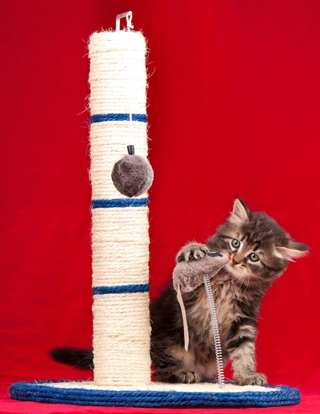 Gatinho bonito — Fotografia de Stock