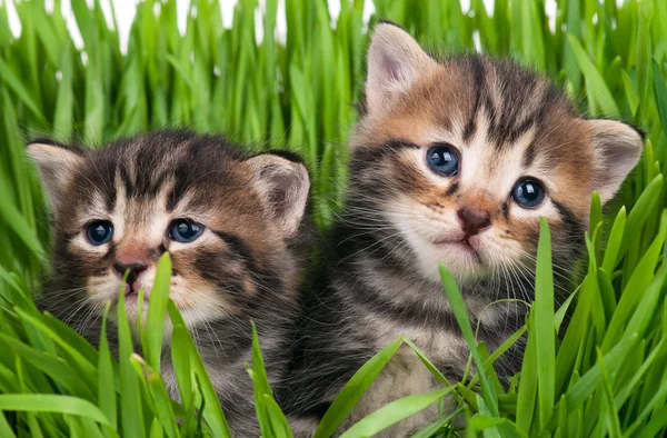 Lindos gatitos — Foto de Stock