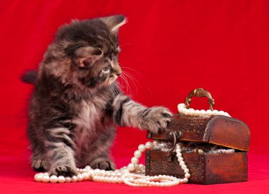 şirin kedi yavrusu