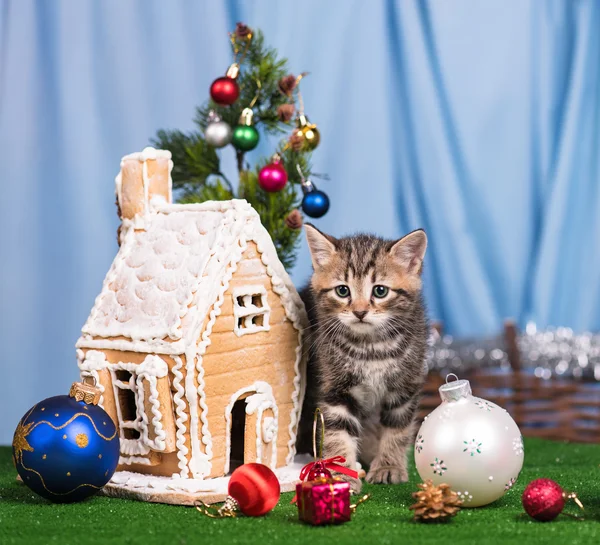 Söt kattunge — Stockfoto