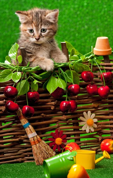 Cute kitten — Stock Photo, Image