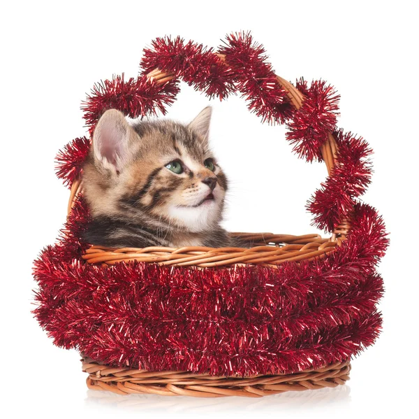 Cute kitten — Stock Photo, Image