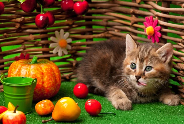 Siberian kitten — Stock Photo, Image