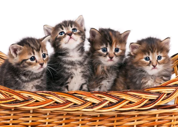Siberian kittens — Stock Photo, Image