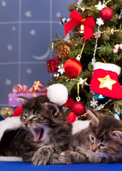 Siberische kittens — Stockfoto