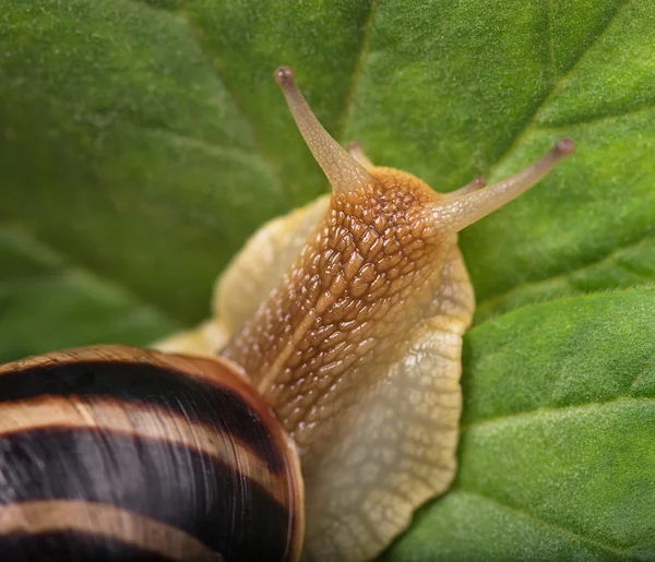 Heldere schattig slak Rechtenvrije Stockafbeeldingen