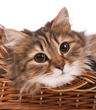 Güzel siberian kedi