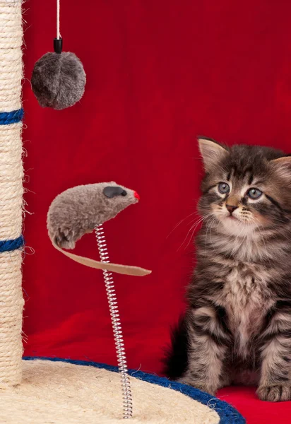 Nieuwsgierig Siberische kitten — Stockfoto