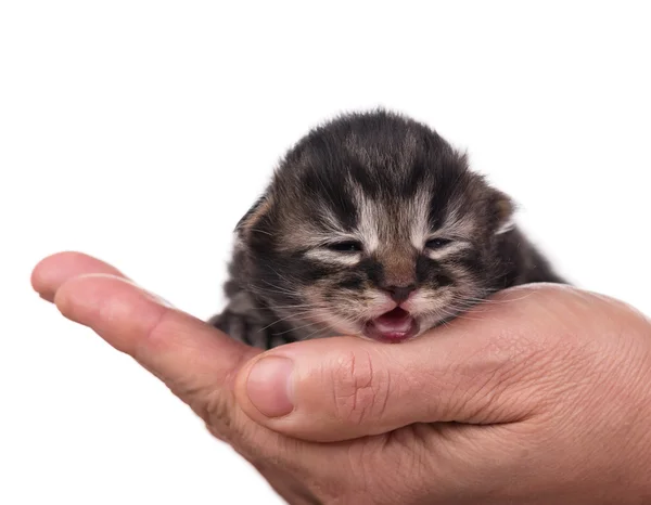 Gatito llorón — Foto de Stock