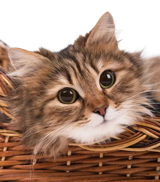 Krásná sibiřská kočka — Stock fotografie