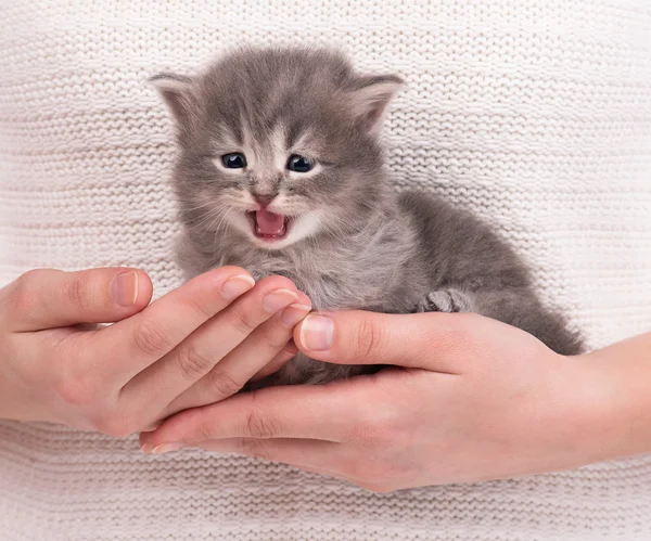 Niedliches kleines Kätzchen — Stockfoto