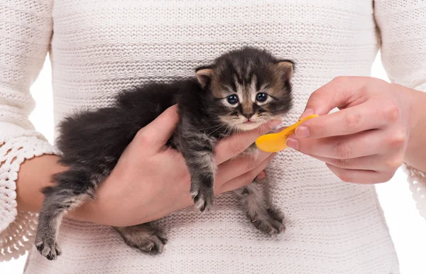 Carino neonato gattino — Foto Stock