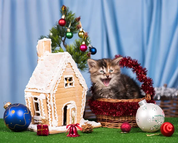 Cute siberian kitten — Stock Photo, Image