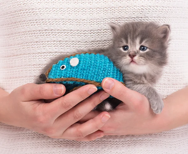 Cute siberian kitten — Stock Photo, Image