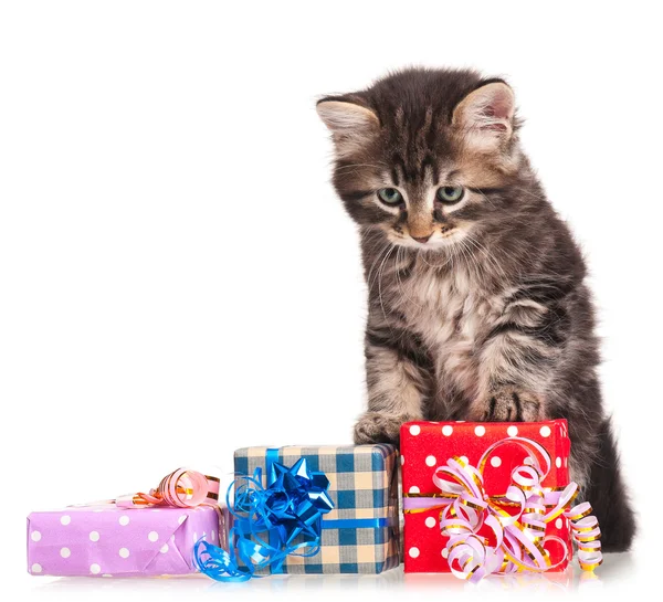 Gatinho siberiano bonito — Fotografia de Stock