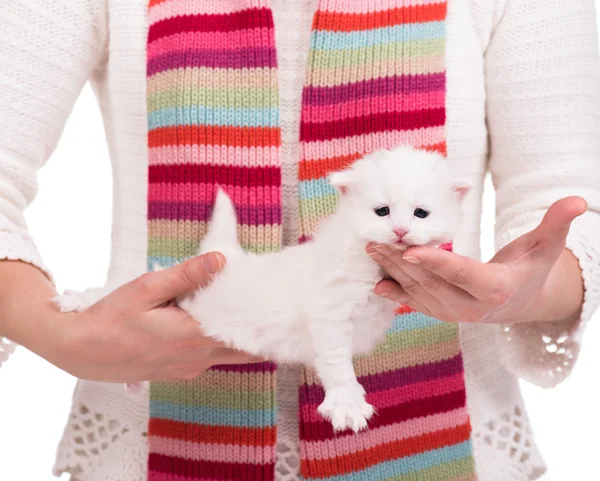 Söt vit kattunge — Stockfoto