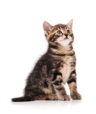 Şirin Sibirya yavru kedi