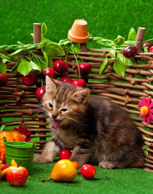 Cute siberian kitten clipart