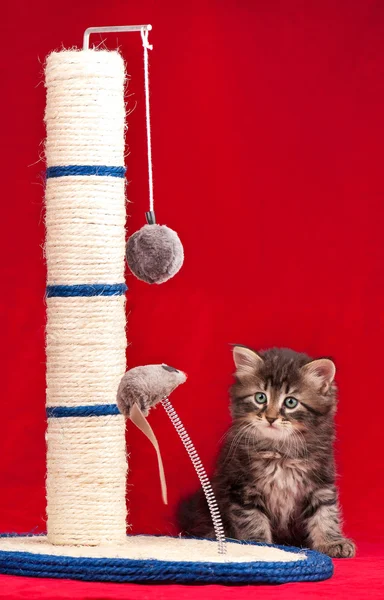 好奇的西伯利亚小猫 — 图库照片