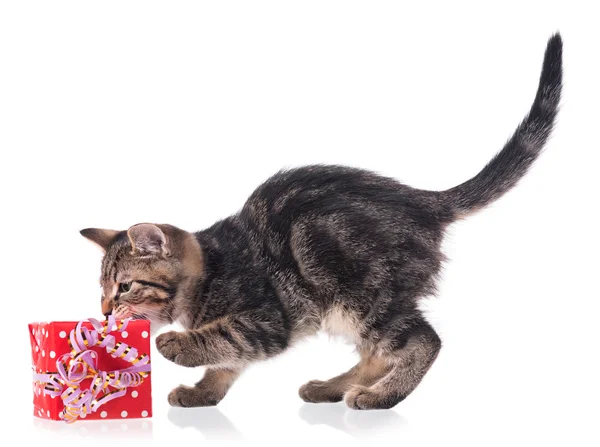 Gatinho siberiano bonito — Fotografia de Stock