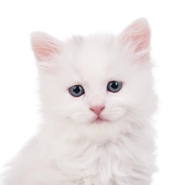 Szibériai aranyos cica — Stock Fotó