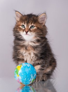 Meraklı Sibirya yavru kedi