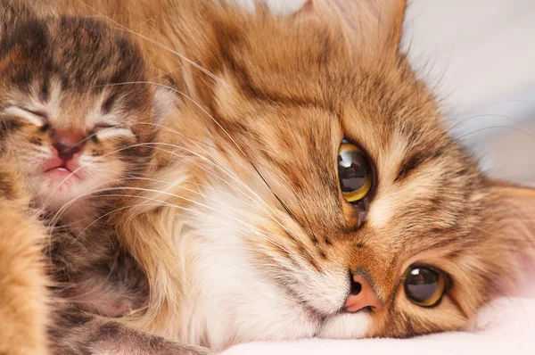 Lovely siberian cat — Stock Photo, Image