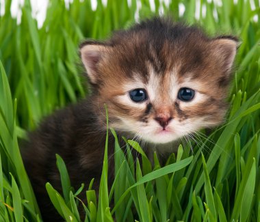 Şirin Sibirya yavru kedi