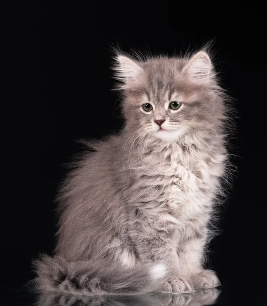 Söt fluffigt kattunge — Stockfoto