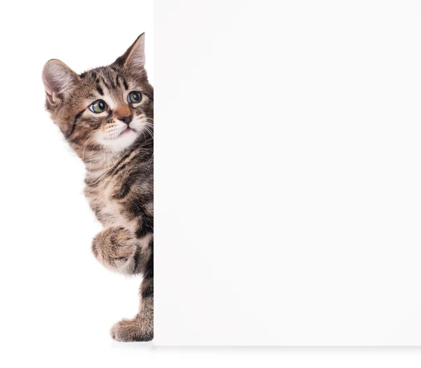 Cute little kitten — Stock Photo, Image