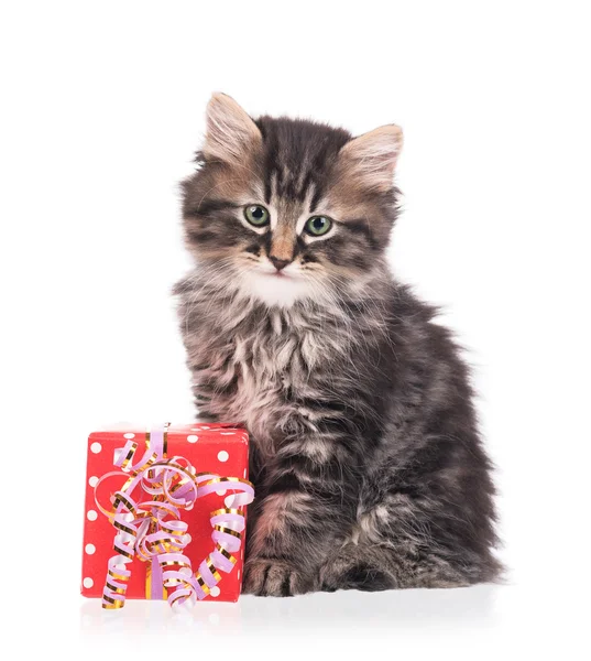 Gatinho siberiano bonito — Fotografia de Stock