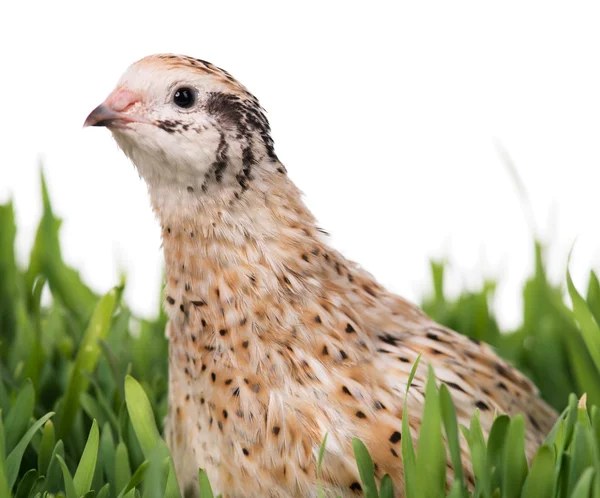 Cute young quail — Stock Photo, Image