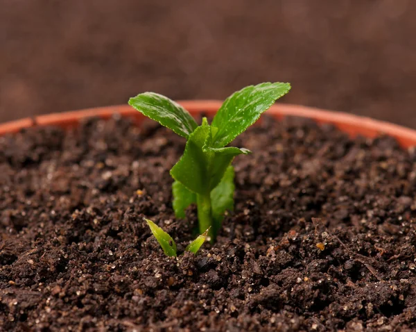 Planta jovem brotada — Fotografia de Stock